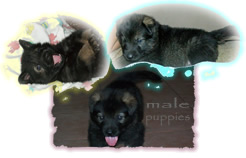 Male pups
