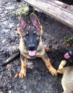 puppy
