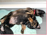 puppies