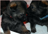 puppies